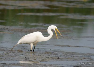Great Egret