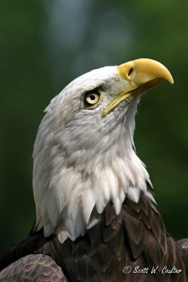 Bald Eagle profile