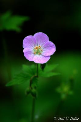 Small purple flower