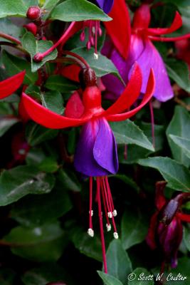 Fuchsia