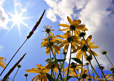 Daisies