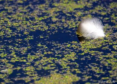 Feather on pond surface