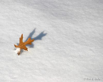 Oak leaf in the snow