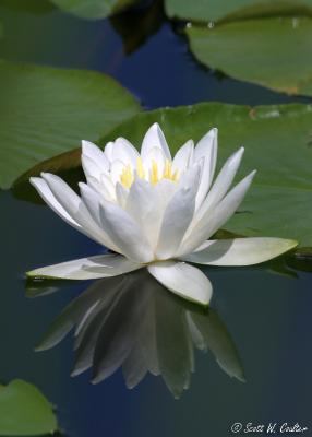 Water lily