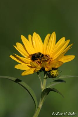 Yellow daisy with bee