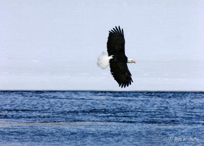 Bald Eagle in flight - LaCrosse, WI