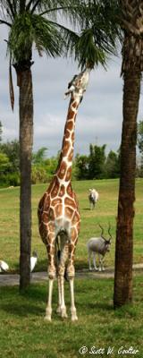 Giraffe at Busch Gardens in Tampa, Florida