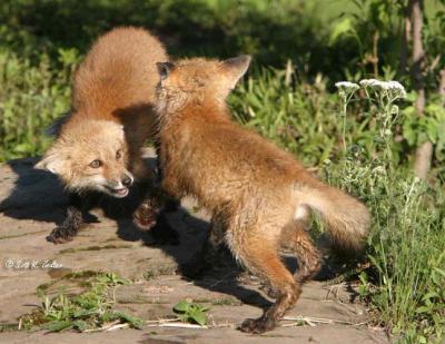 Red Fox Pups