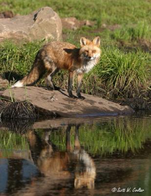 Red Fox with reflection