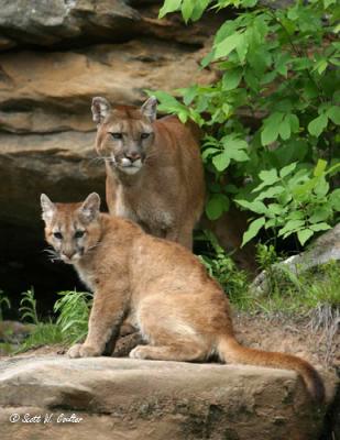 Mountain Lion and Cub