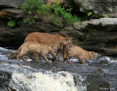 Mountain Lion and cubs on waterfall