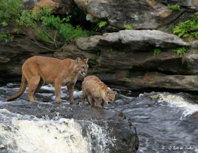 Mountain Lion and cub on waterfall