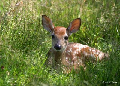 Fawn in the grass - Wisconsin