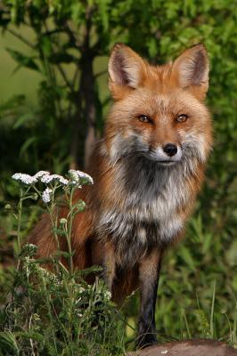 Red fox portrait with flowers