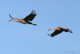 Sandhill Cranes in flight