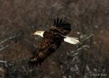 Bald Eagle - LaCrosse, WI