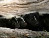 Skunks - momma and babies
