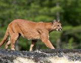 Mountain Lion on waterfall