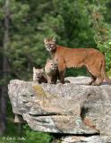 Mountain Lion and cubs on rocky outcropping