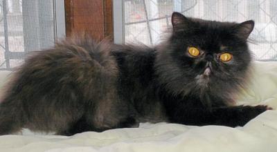 ebony-1.jpg
