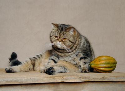 Introducing Cats To Fruits And Vegetables