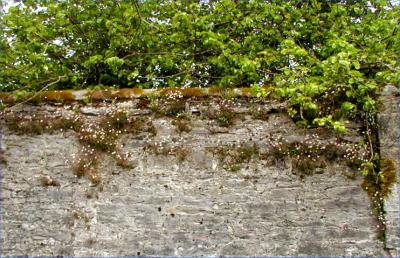 Muckross wall