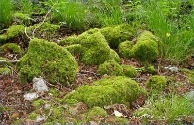 Killarney moss