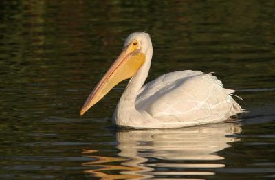 American White Pelican