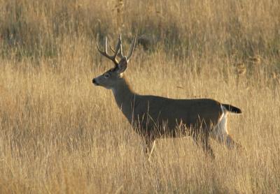 Deer in Meadow, buck