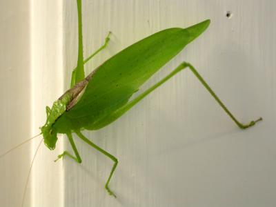 Katydid