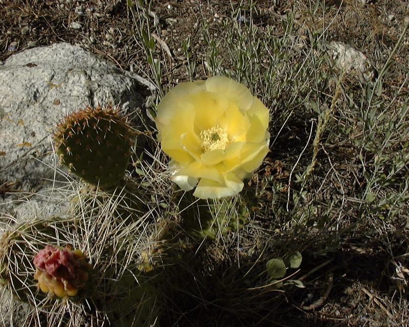 Cactus Flower