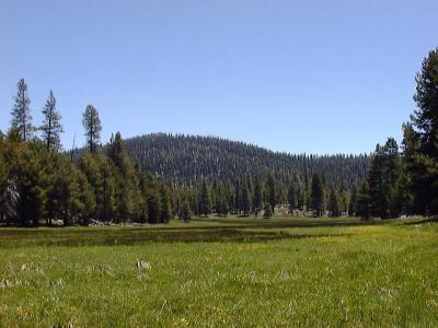 Powell Meadow, Kern Plateau