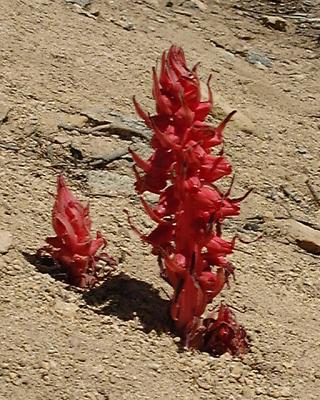 Snowplant