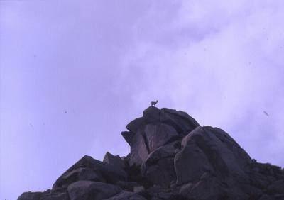 Big Horn Sheep on Lone Pine Peak