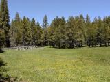 Powell Meadow, Kern Plateau