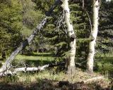 Forest Scene, Kern Plateau