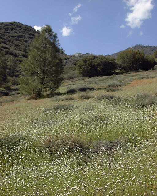 Meadow on Tobias Creek, Kern River Valley