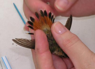 10-20-04 linda banding2.jpg