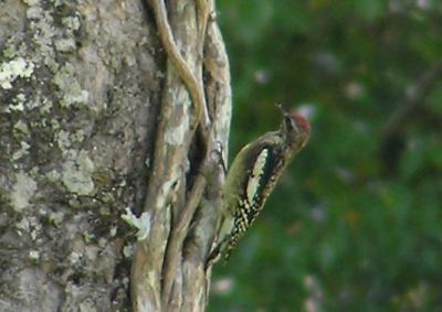 10-21-04 YBSapsucker.jpg