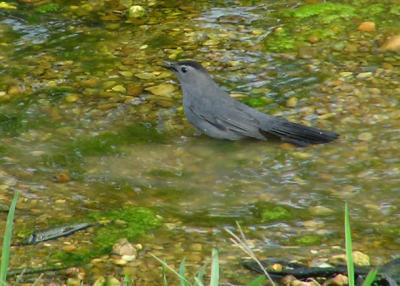 10-21-04 catbird.jpg