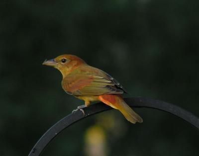 09-07-04 immature male summer tanager.jpg