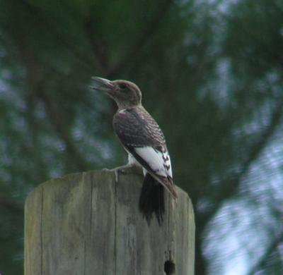 09-09-04 immature red head woodpecker.jpg