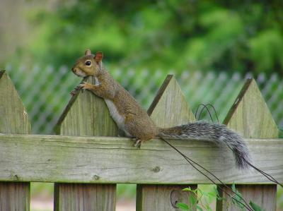09-10-04 squirrel2.jpg