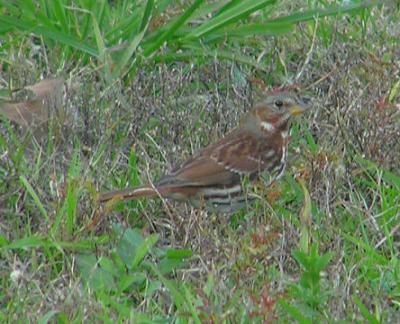 fox_sparrow