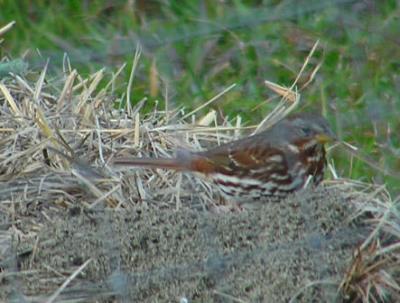12-13-04 lifer fox sparrow3.jpg