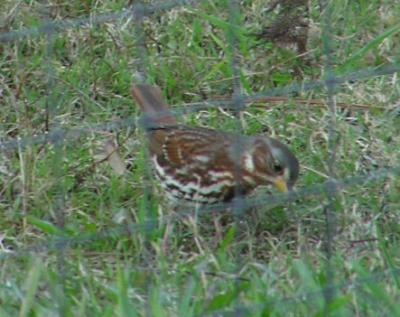 12-13-04 lifer fox sparrow4.jpg