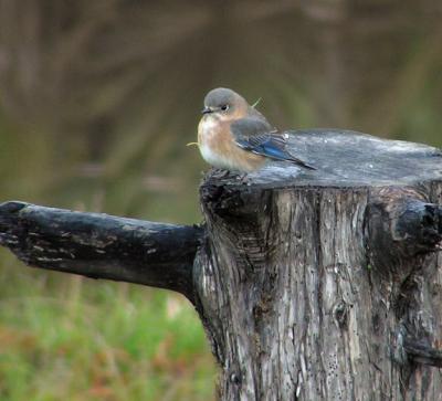 12-14-04 e bluebird female.jpg