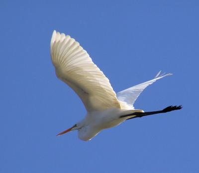 12-14-04 g egret.jpg