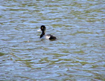 12-14-04 Lesser Scaup1.jpg