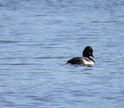 12-14-04 Ring-necked Duck lifer1.jpg